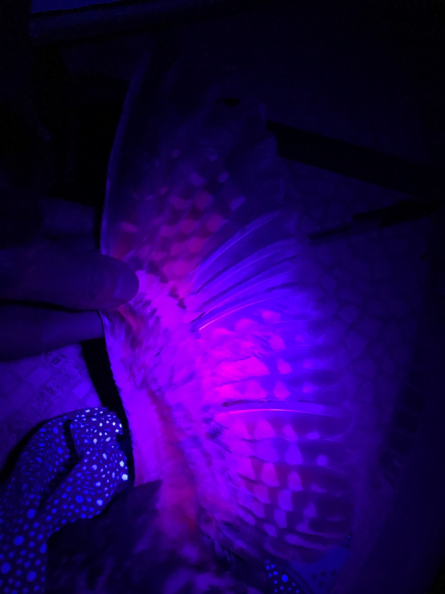 Northern Saw-whet Owl - Kenneth Sobon