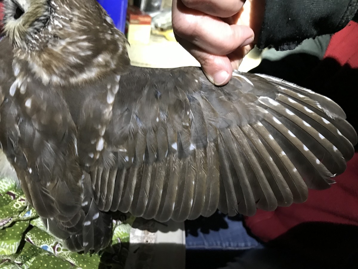 Northern Saw-whet Owl - Kenneth Sobon