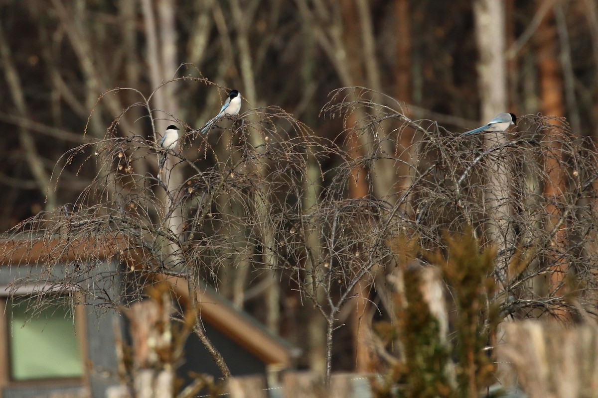 Azure-winged Magpie - ML387615601