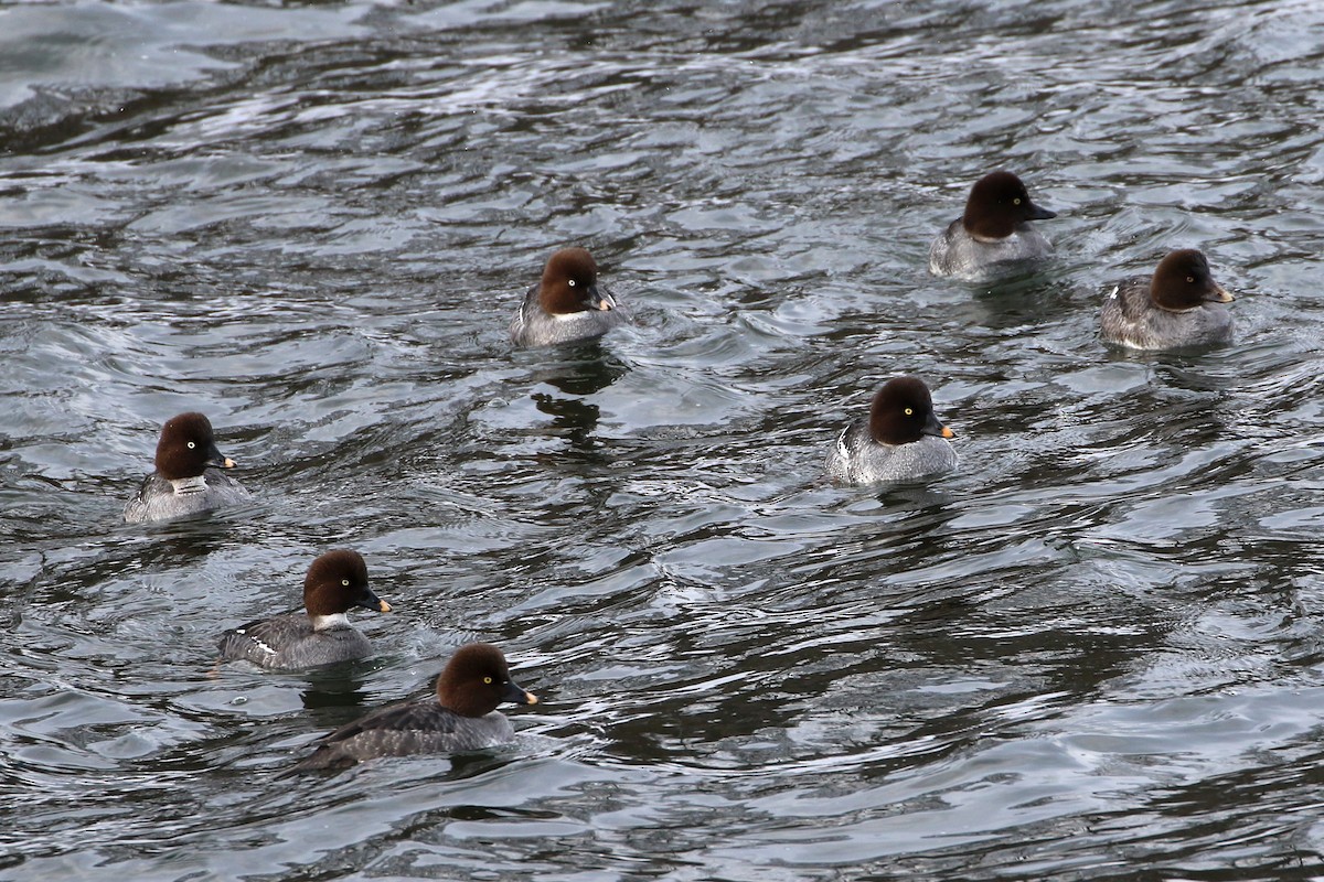 Common Goldeneye - ML387616331