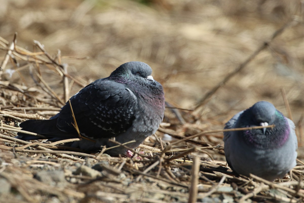 Rock Pigeon (Feral Pigeon) - Atsushi Shimazaki