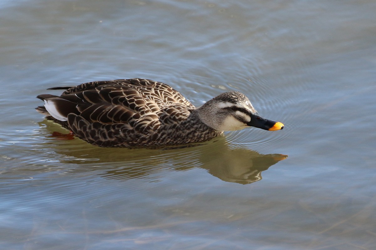 Eastern Spot-billed Duck - ML387616541