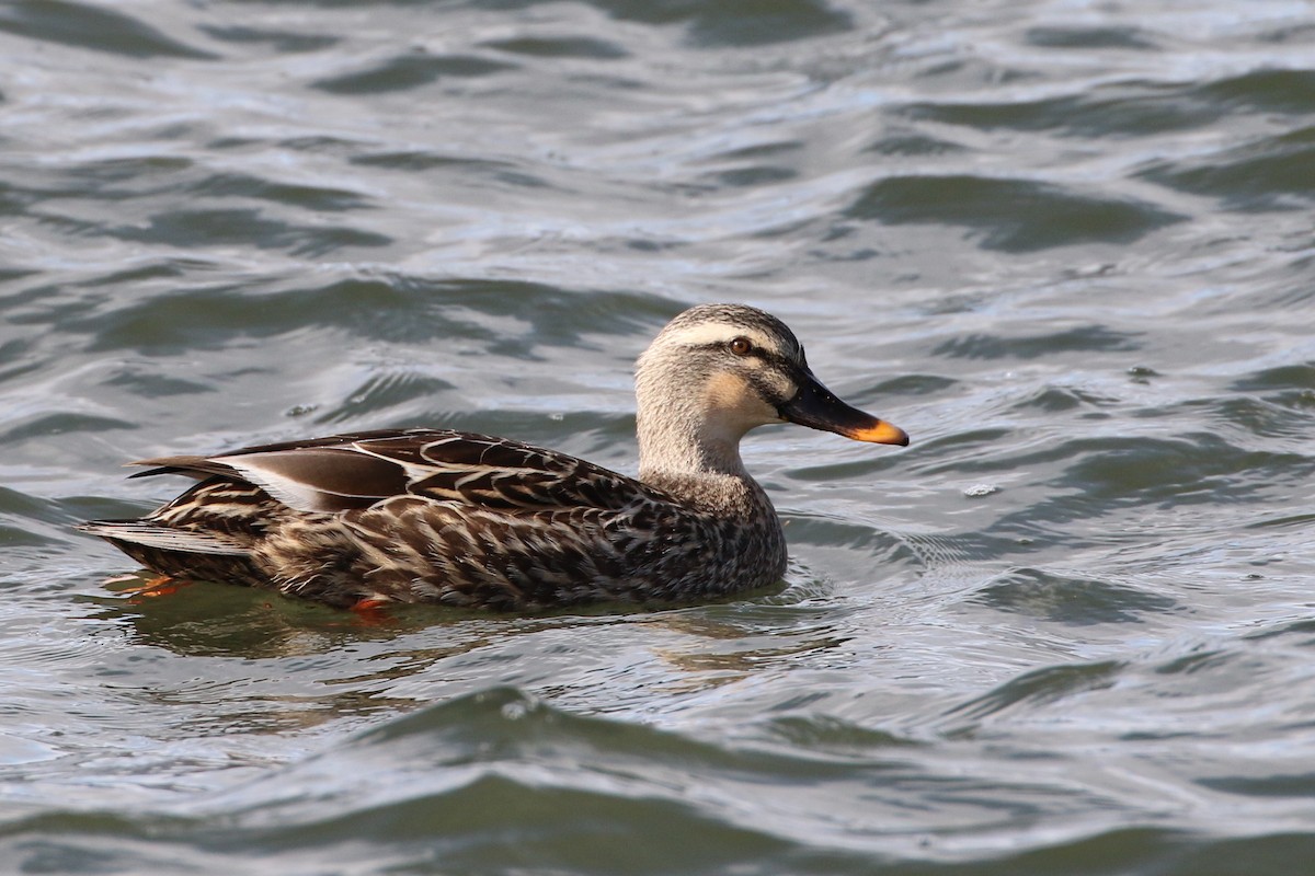 Mallard x Eastern Spot-billed Duck (hybrid) - ML387616561