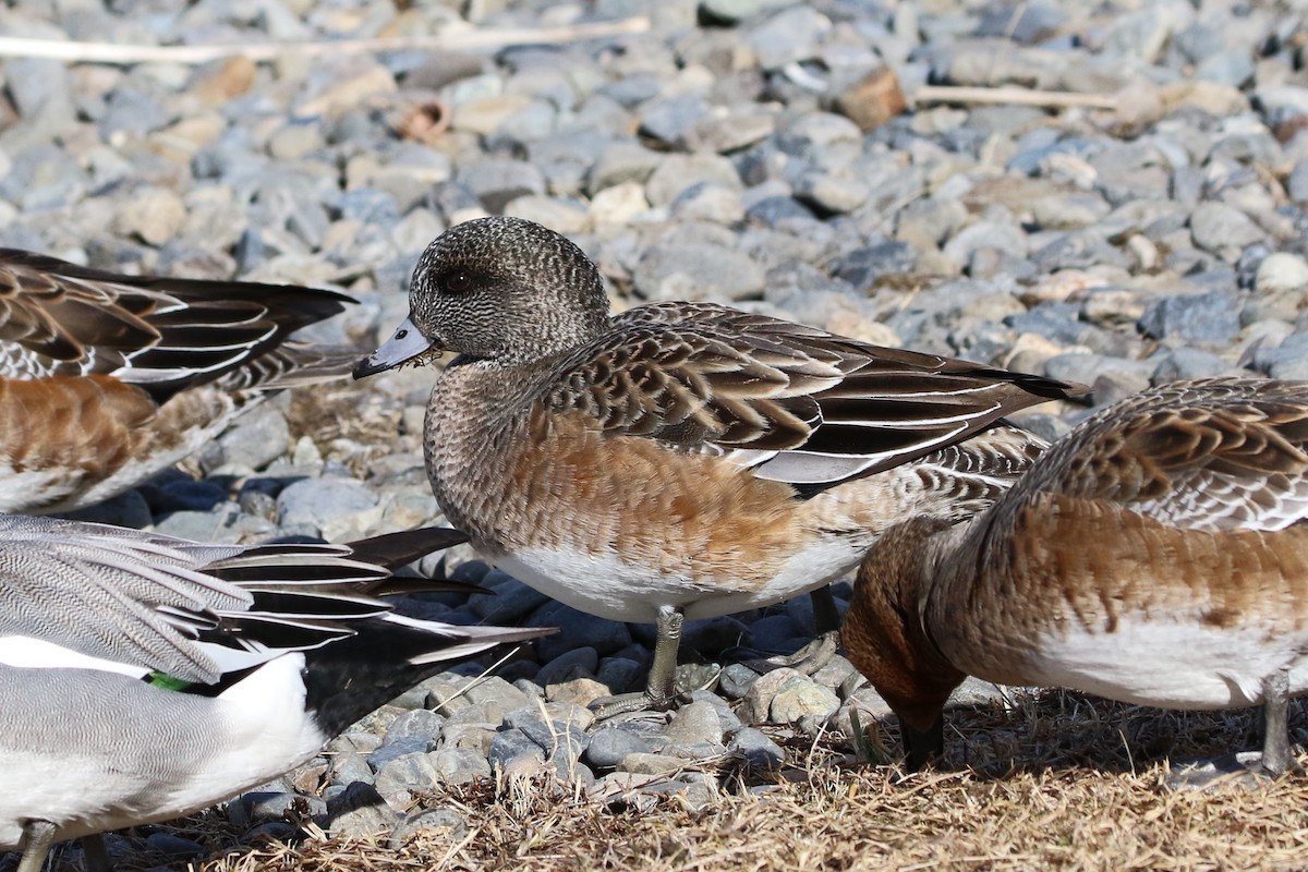 American Wigeon - Atsushi Shimazaki