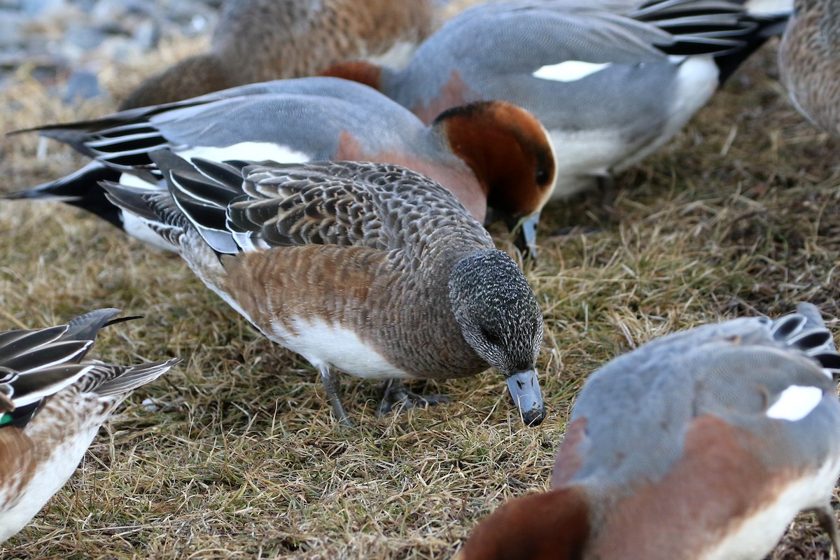 American Wigeon - ML387616621