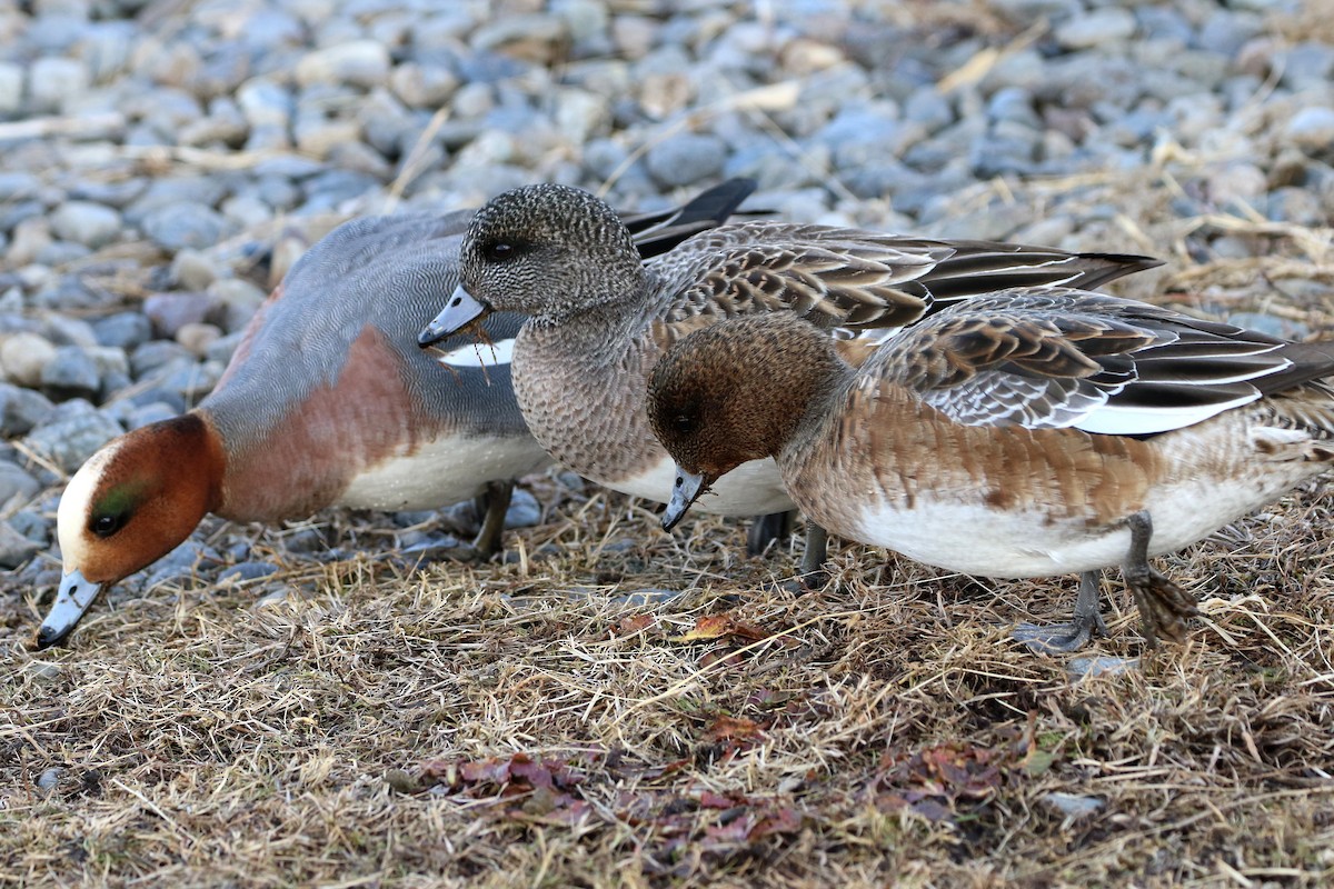 American Wigeon - ML387616641