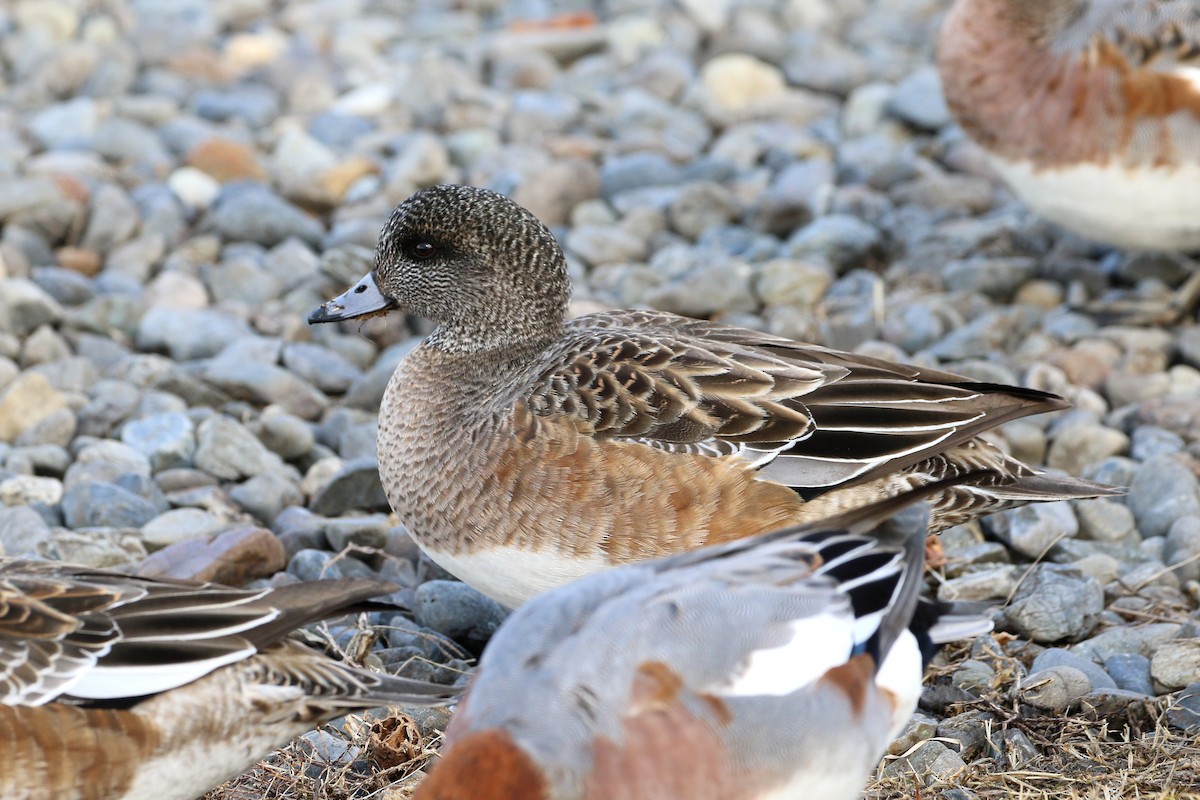 Canard d'Amérique - ML387616651