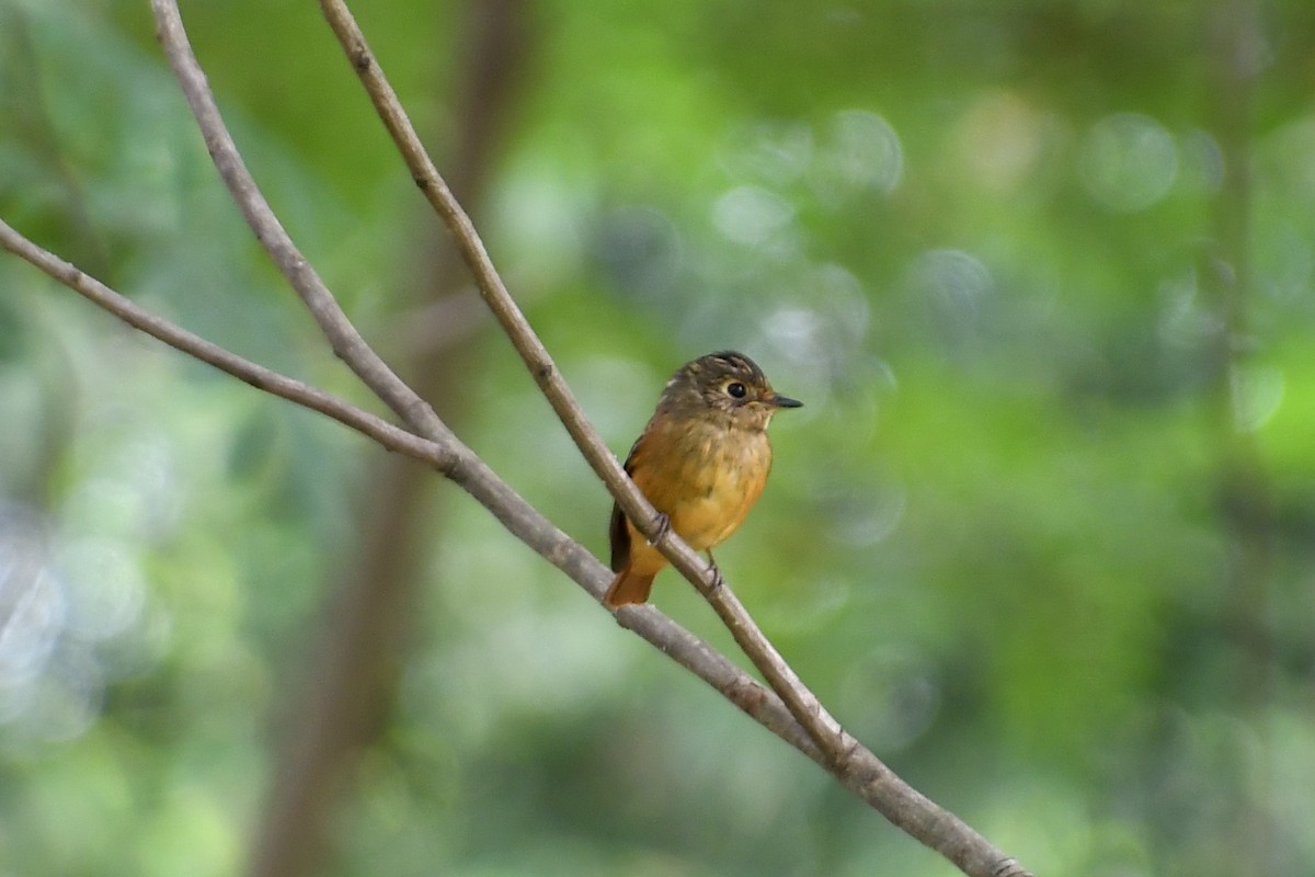 Ferruginous Flycatcher - ML387618551