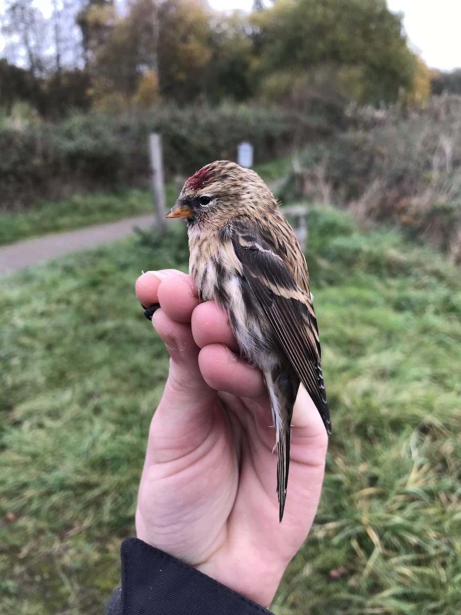 Lesser Redpoll - ML387618811