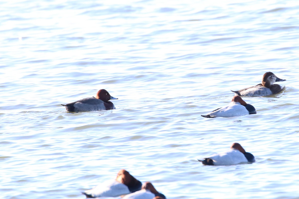 Common Pochard x Ferruginous Duck (hybrid) - Atsushi Shimazaki