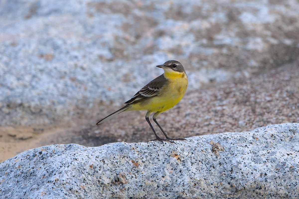 Eastern Yellow Wagtail - VINODKUMAR SARANATHAN