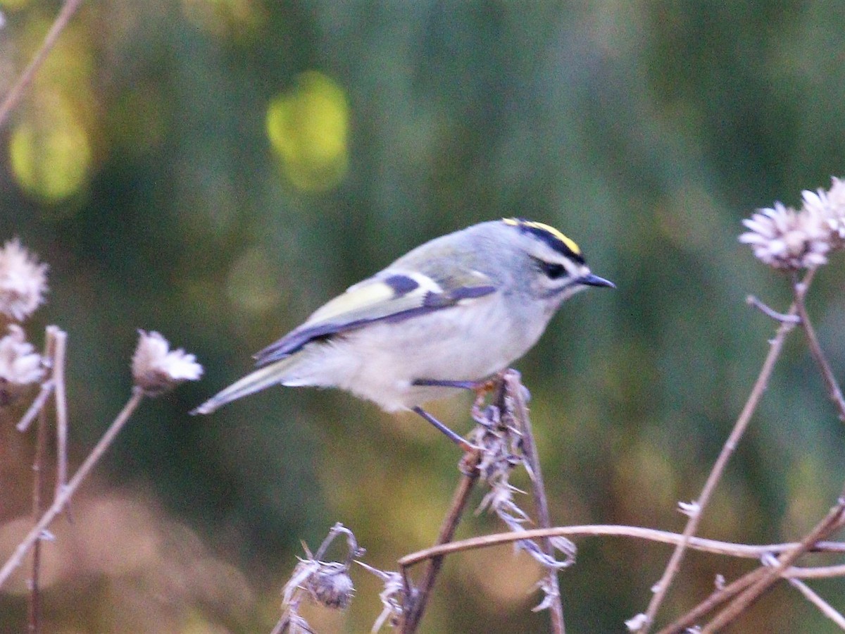 Golden-crowned Kinglet - ML387622461