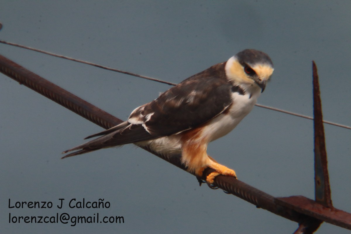 Pearl Kite - Lorenzo Calcaño