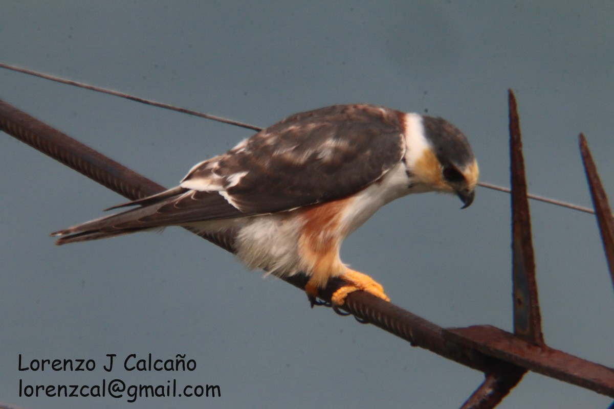 Pearl Kite - Lorenzo Calcaño