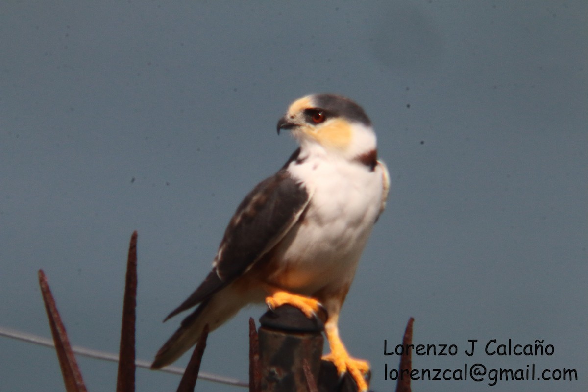 Pearl Kite - Lorenzo Calcaño