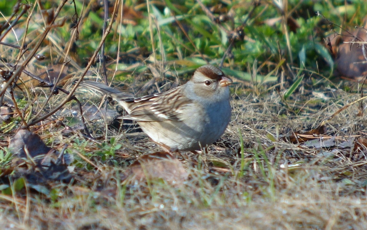 White-crowned Sparrow - ML387623581