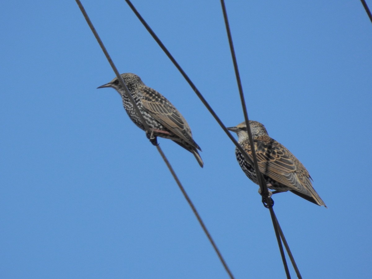 European Starling - Daniel Raposo 🦅