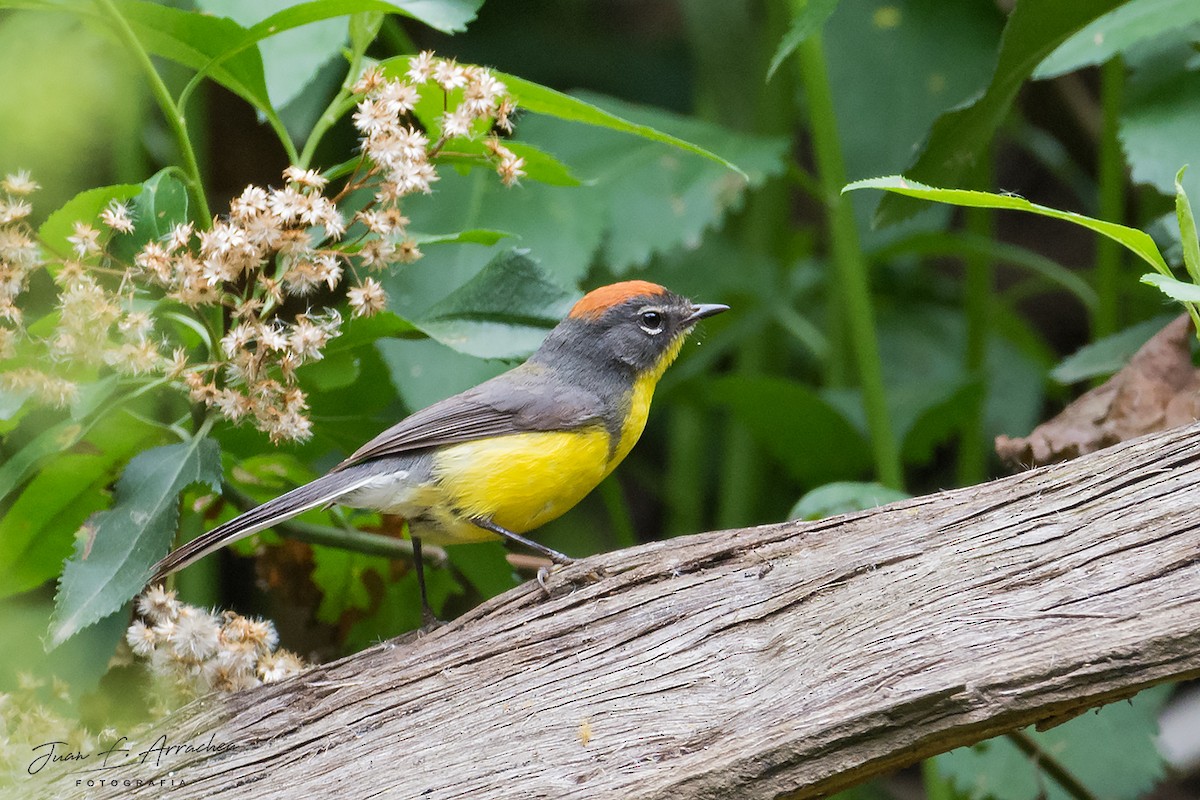 Brown-capped Redstart - ML387624071