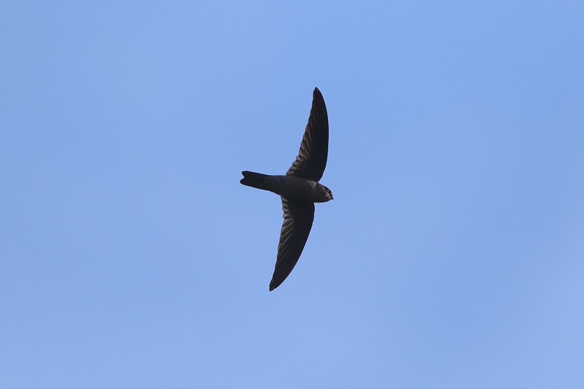 dark swiftlet sp. - VINODKUMAR SARANATHAN