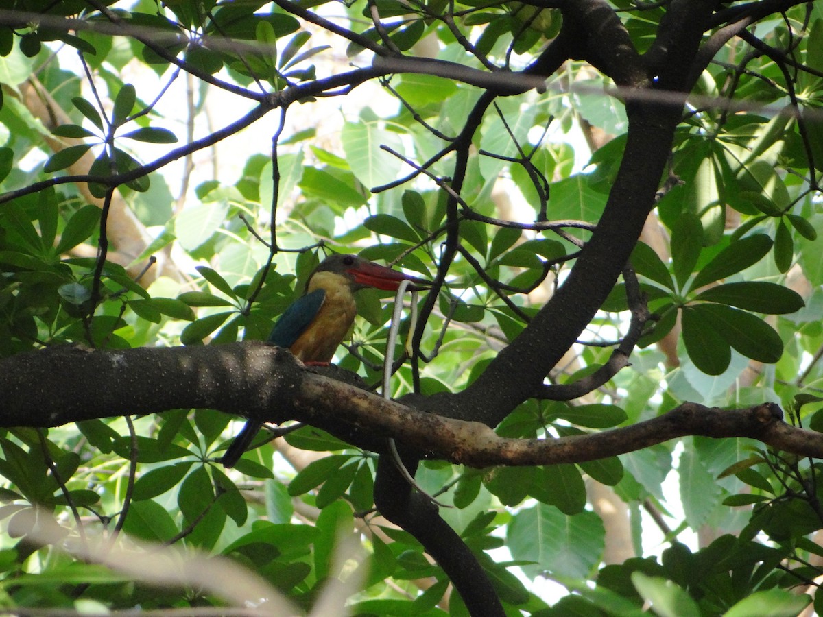 Stork-billed Kingfisher - ML387626281