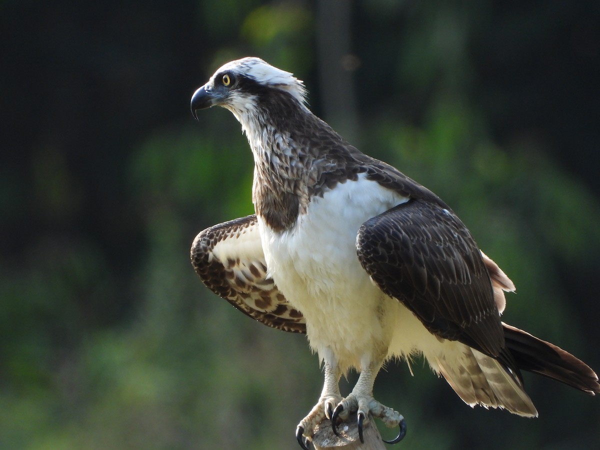 Osprey (Australasian) - ML387626431