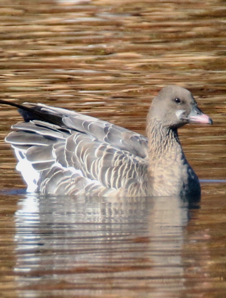 Pink-footed Goose - ML38762721