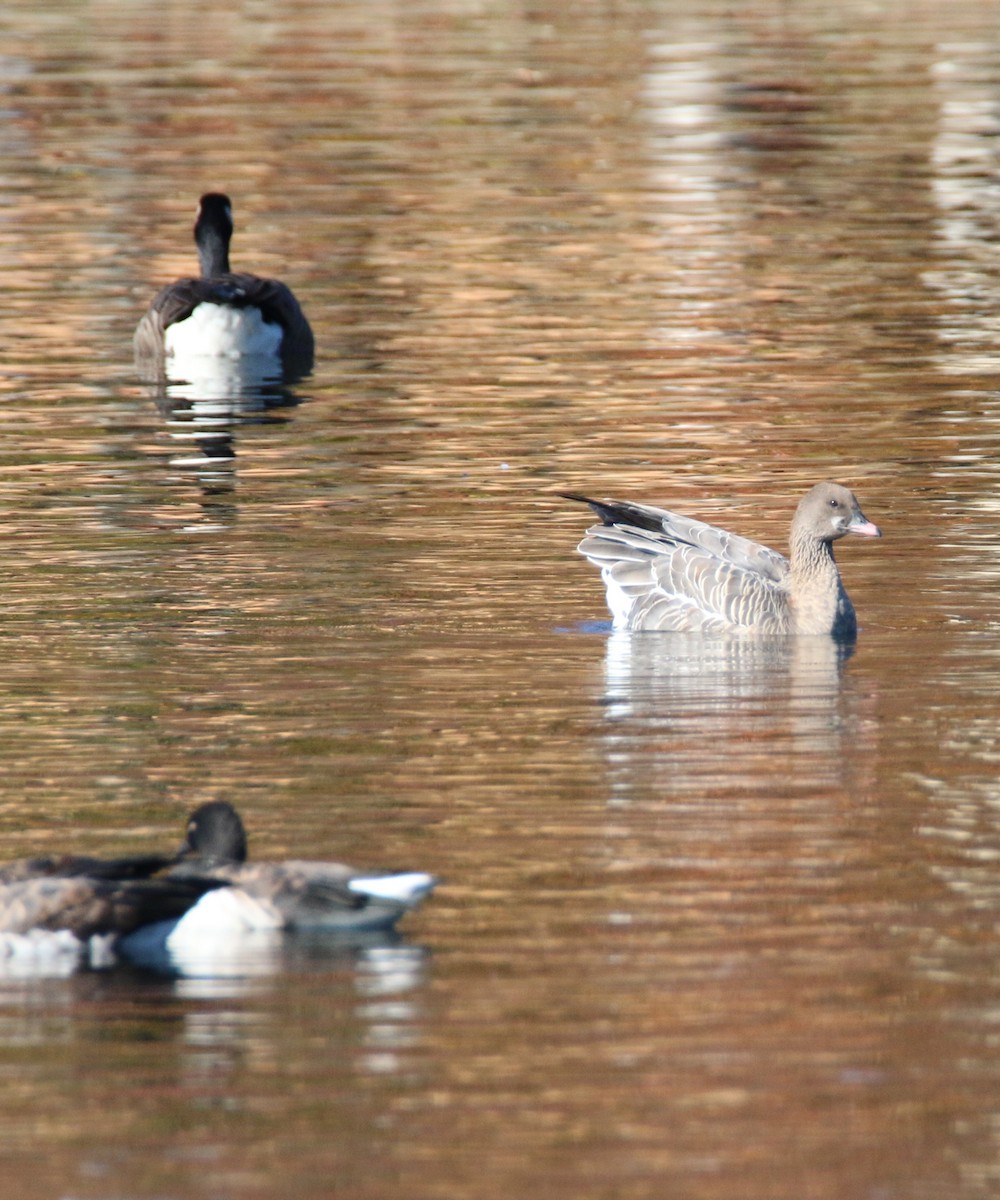 Pink-footed Goose - ML38762741