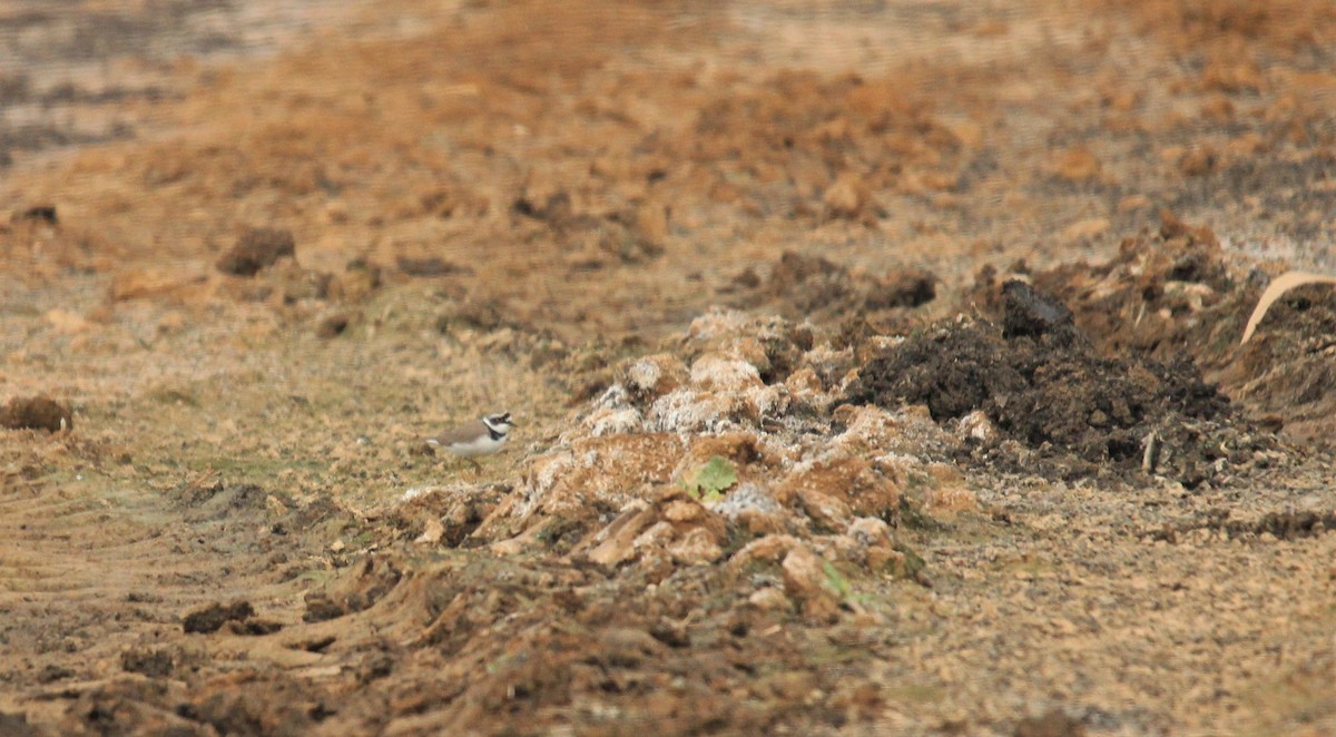 Little Ringed Plover - ML387628081