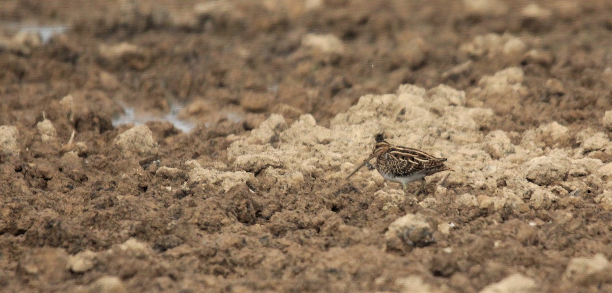 Common Snipe - ML387628281