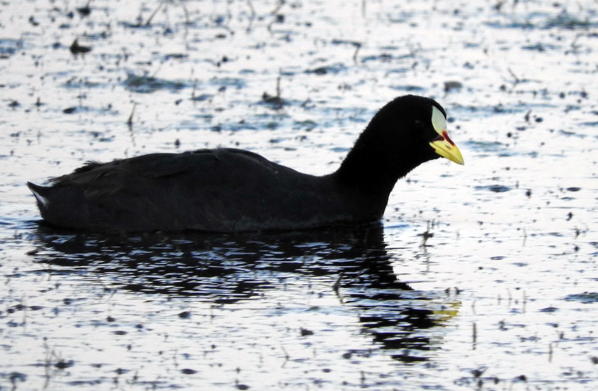 Red-gartered Coot - Diego perez