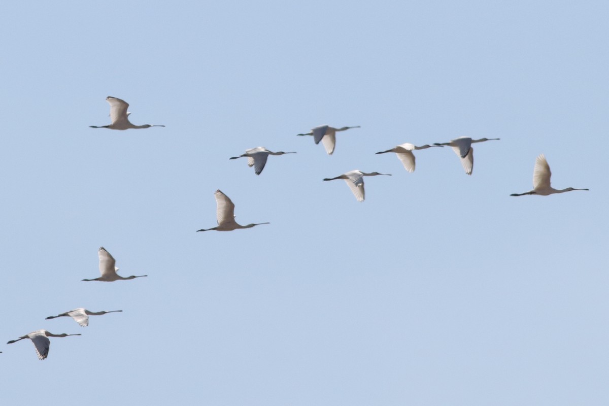 Eurasian Spoonbill - ML387628491