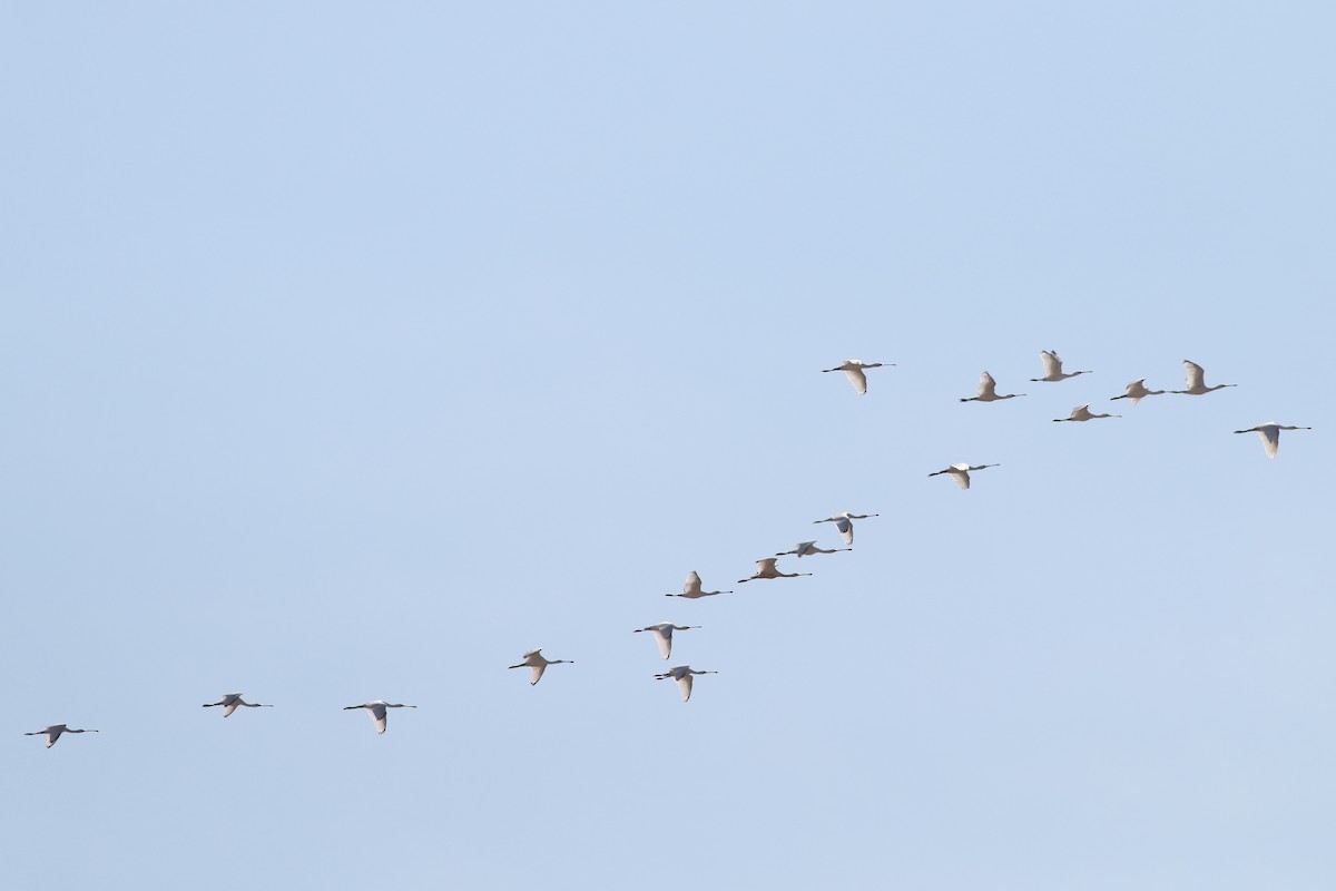 Eurasian Spoonbill - ML387628501