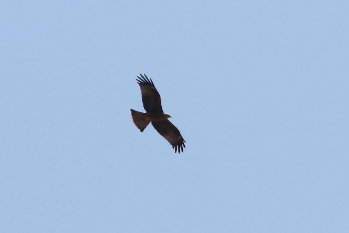 Black Kite - ML387628641