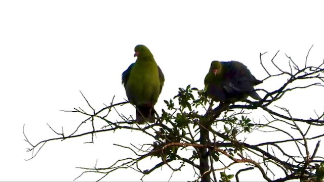 Африканский зелёный голубь - ML387629841