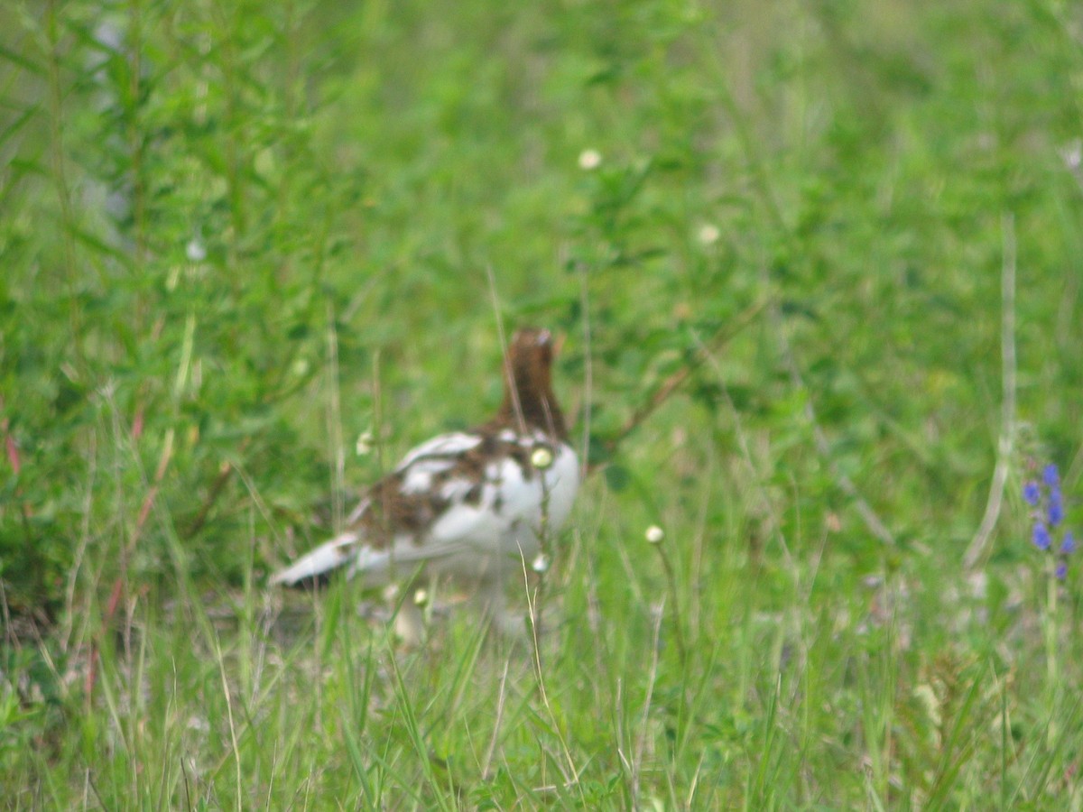 Willow Ptarmigan - ML387629931