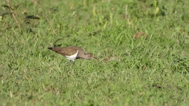 Senegal Lapwing - ML387630011