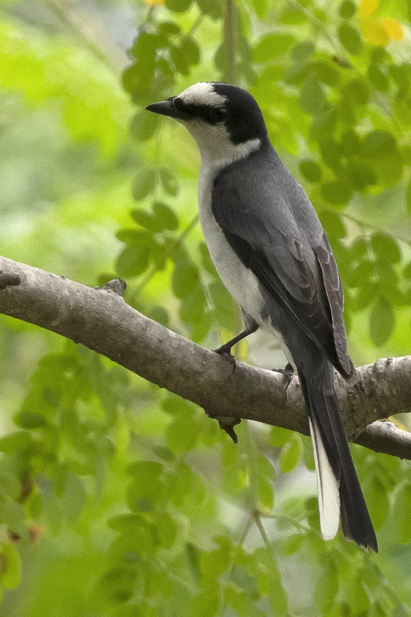 Ashy Minivet - ML387631001