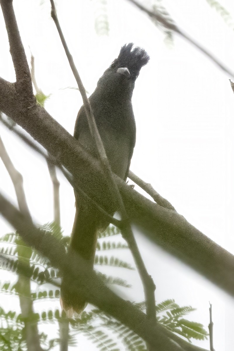 Blyth's Paradise-Flycatcher - ML387631031