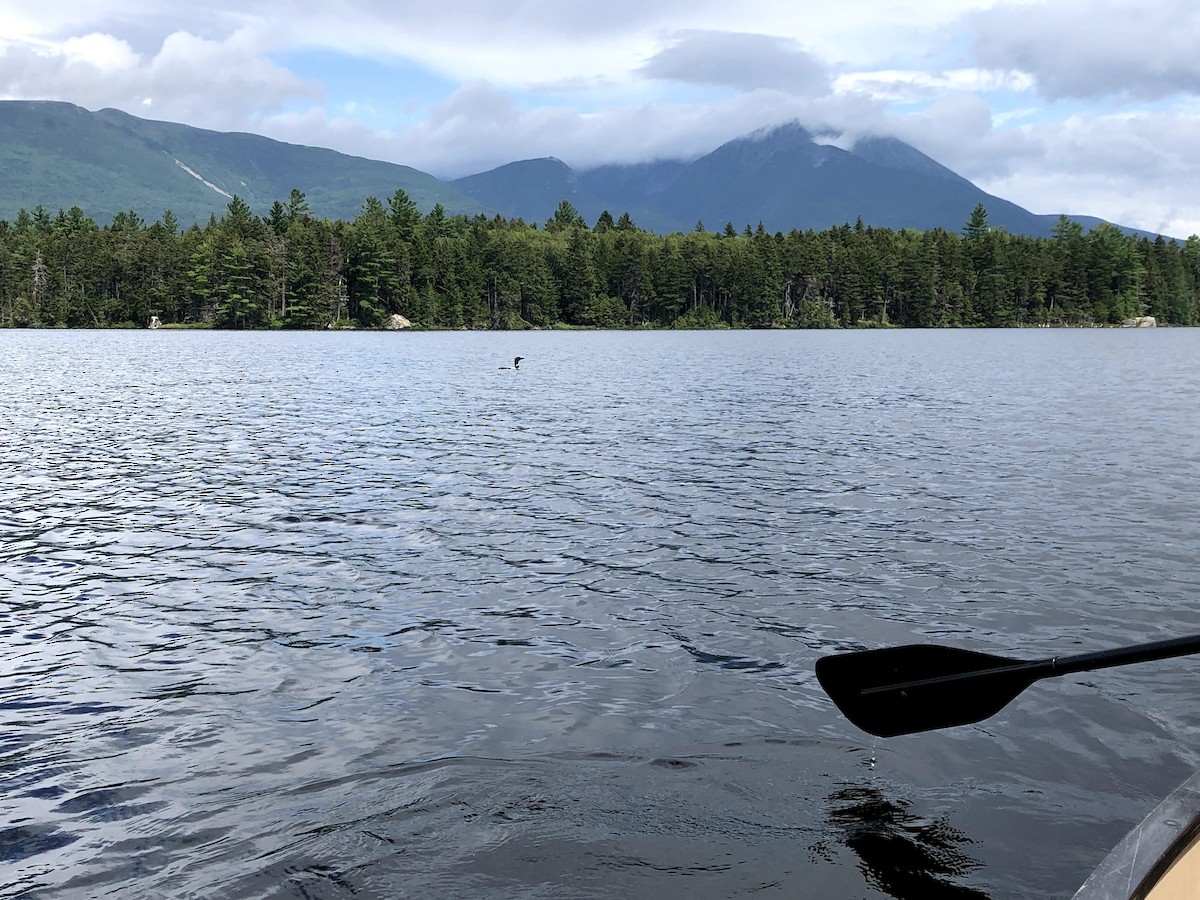 Common Loon - ML387631381