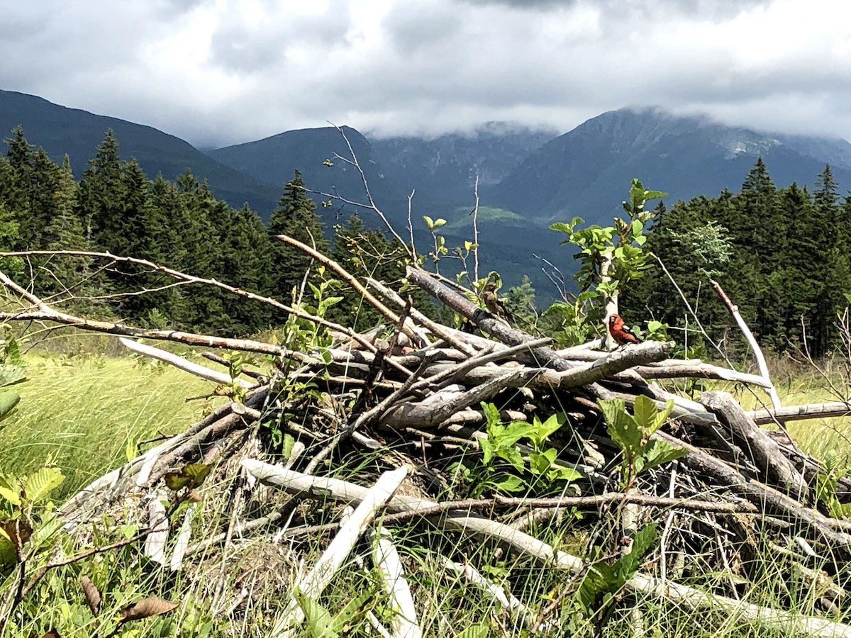 White-winged Crossbill - ML387631411