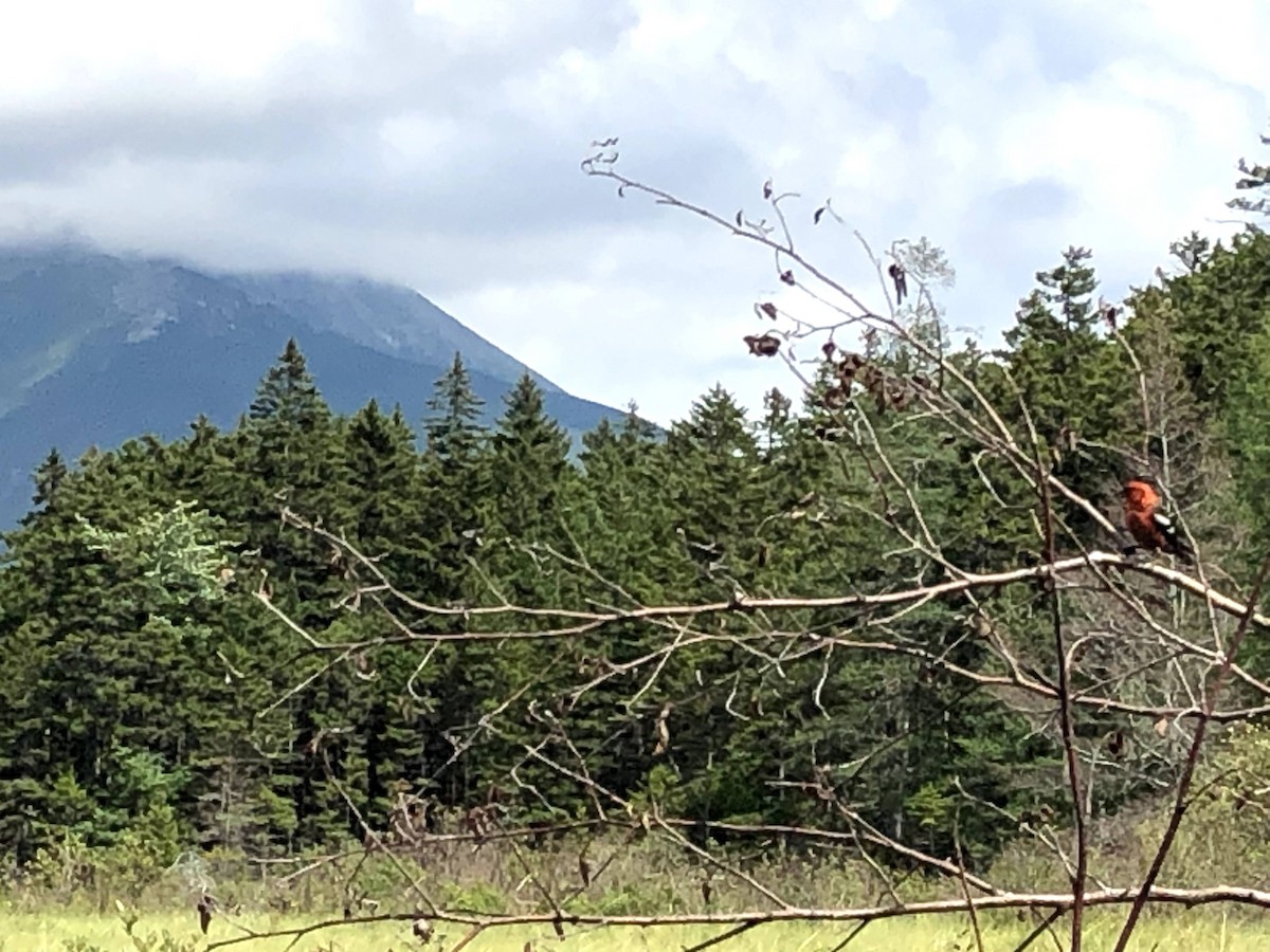 White-winged Crossbill - ML387631421