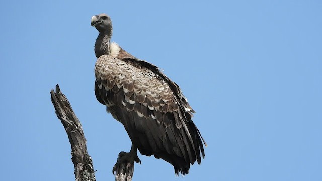 Rüppell's Griffon - ML387631431