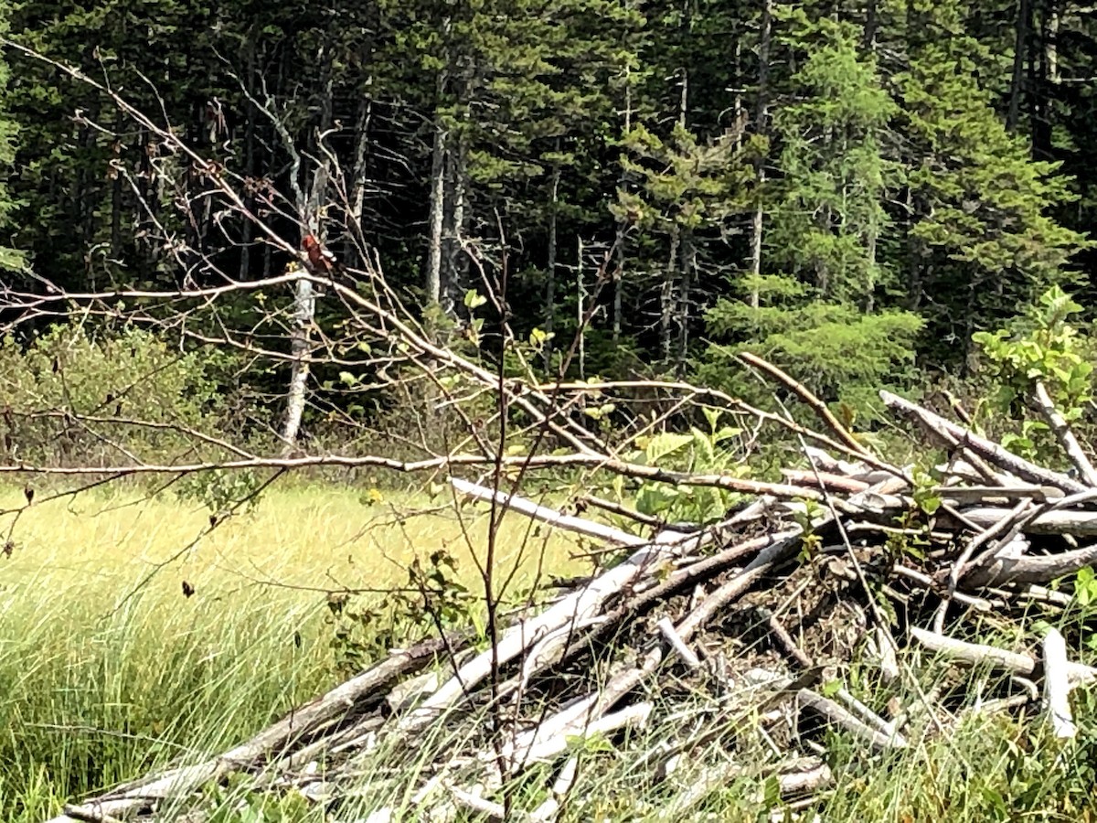 White-winged Crossbill - ML387631441