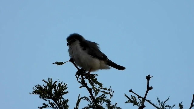 コビトハヤブサ - ML387632321