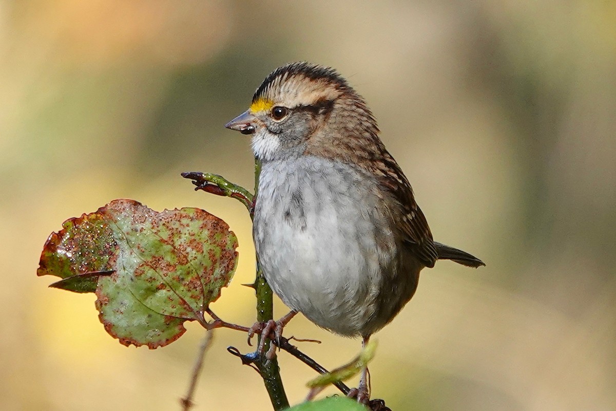 White-throated Sparrow - ML387634231