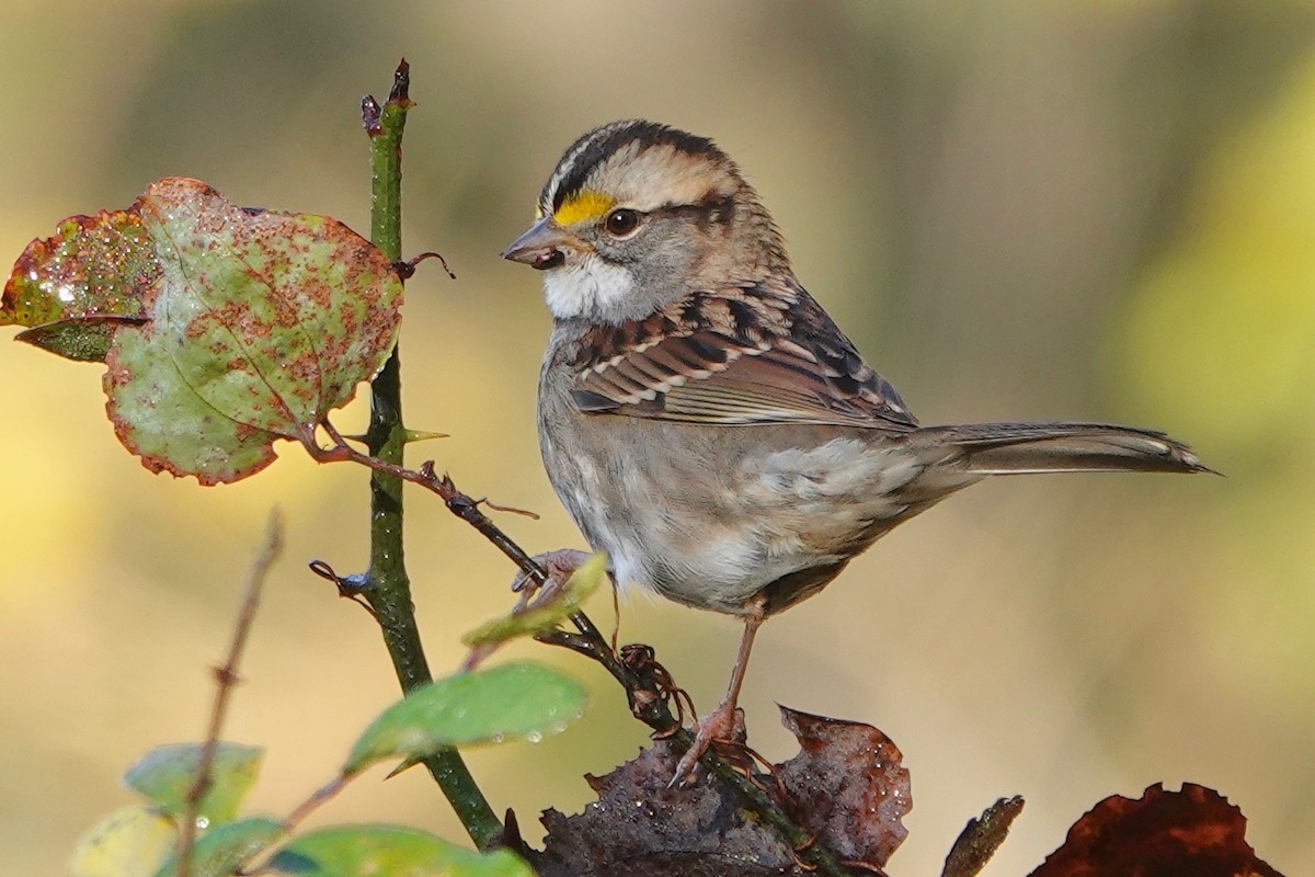 White-throated Sparrow - ML387634241