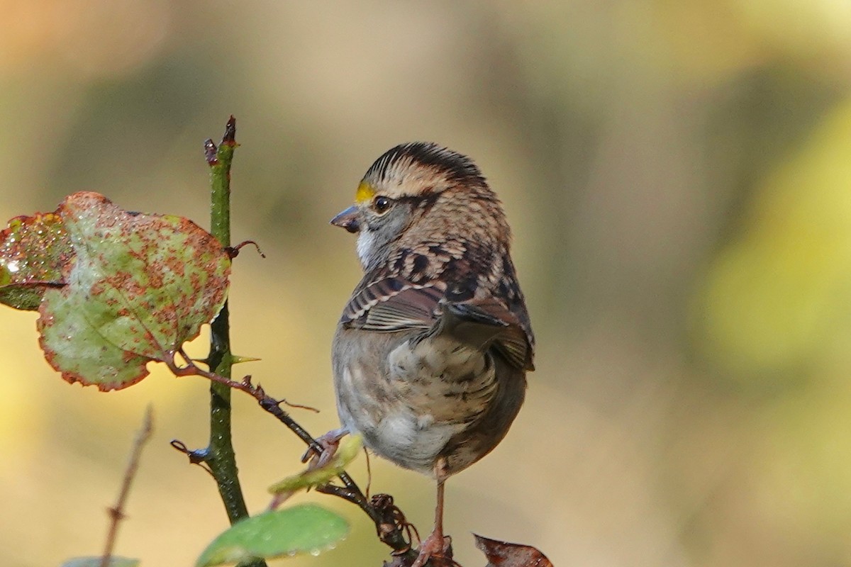 White-throated Sparrow - ML387634251