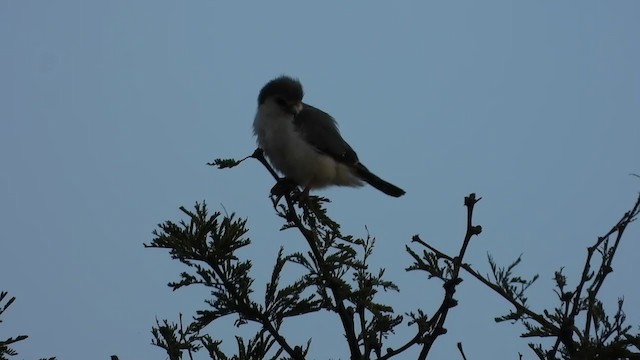 Pygmy Falcon - ML387634451