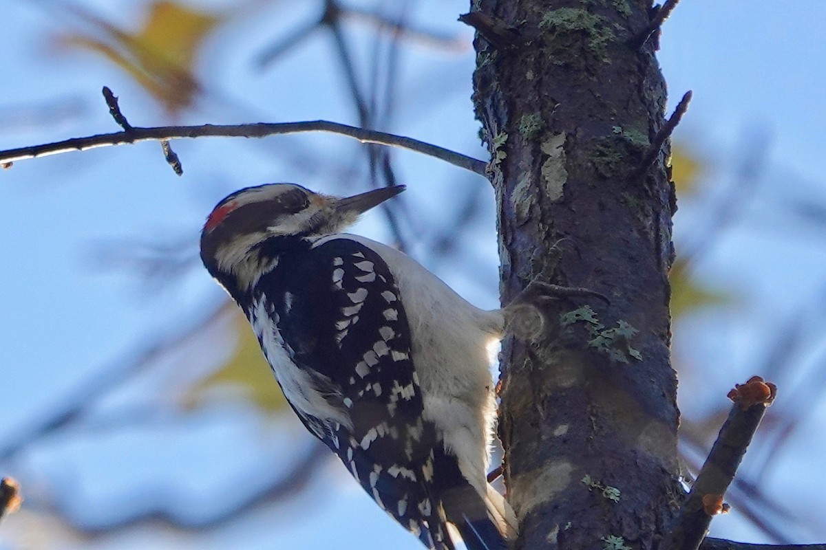 Hairy Woodpecker - ML387634461