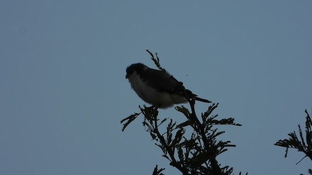 Pygmy Falcon - ML387635071